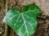 herbst-in-erding-3