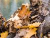herbst-in-erding-4
