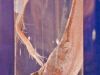 tiefseeausstellung-rosenheim_2012-08-30_0013_bearbeitet-1