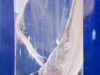 tiefseeausstellung-rosenheim_2012-08-30_0013_bearbeitet-2