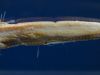 tiefseeausstellung-rosenheim_2012-08-30_0040_bearbeitet-1
