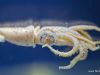 tiefseeausstellung-rosenheim_2012-08-30_0044_bearbeitet-1