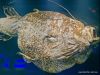 tiefseeausstellung-rosenheim_2012-08-30_0046_bearbeitet-1
