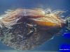 tiefseeausstellung-rosenheim_2012-08-30_0047_bearbeitet-1