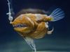 tiefseeausstellung-rosenheim_2012-08-30_0050_bearbeitet-1