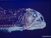 tiefseeausstellung-rosenheim_2012-08-30_0070_bearbeitet-1