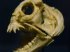 tiefseeausstellung-rosenheim_2012-08-30_0073_bearbeitet-1