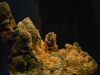 tiefseeausstellung-rosenheim_2012-08-30_0077_bearbeitet-1