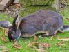 stadtpark-erding_2012-08-25_0105_bearbeitet-1