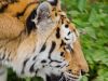 hellabrunn_2012-08-26_0068_bearbeitet-1