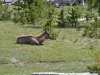 West Thumb Geyser Basin