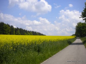 Radweg an der B12 kurz vor dem Ebersberger Forst