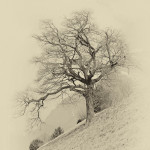 Baum am Abhang / Graubünden