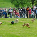 Hunderennen in Großköchlham 2013