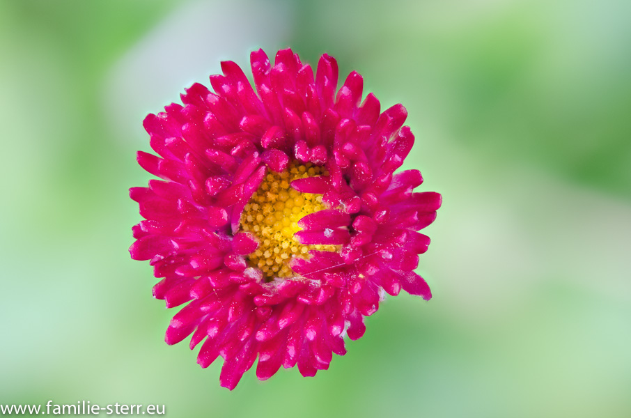 Blüte / Focus Stacking