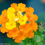 Blüte / Focus Stacking