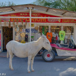 Burro in Oatman, Arizona