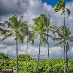 Coconut Plantation / Kapaa / Kauai