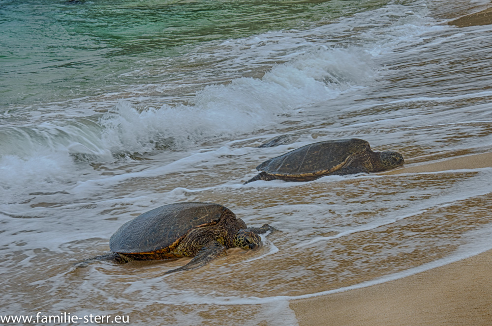 Schildkröten an der North Shore / Oahu