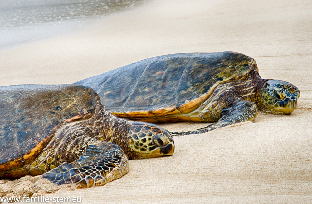 Schildkröten an der North Shore / Oahu