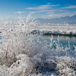 Rheinauen bei Lustenau im Winter