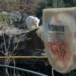 Rettungsring am Eisbärengehege im Zoo in Berlin