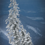 schneebedeckte Tanne an der Kampenwand - Bergstation