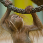 Orang Utan Baby 2014 Hellabrunn