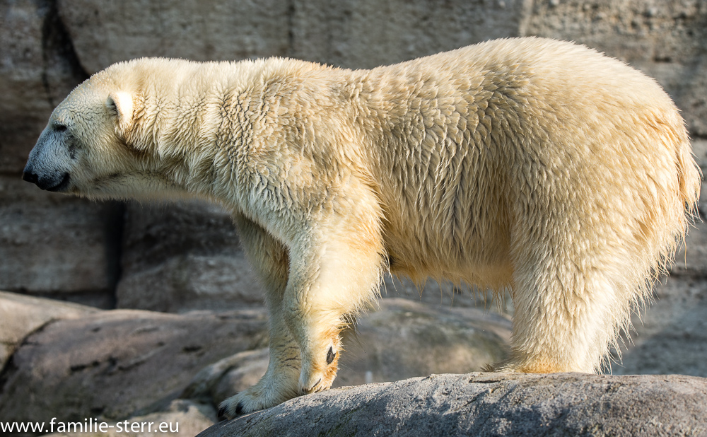 junge Eisbären im Tierpark Hellabrunn