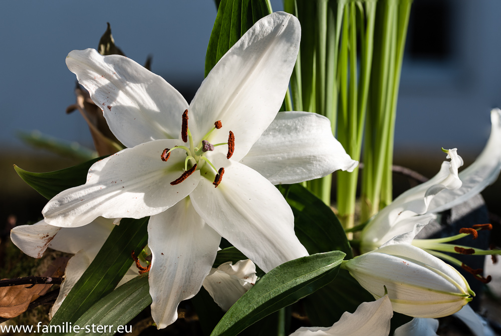 weiße Lilie von Katharinas Blumenstrauss