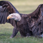 Weißkopf - Seeadler bei der Greifvogelschau im Wildpark Poing