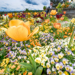 gelbe Tulpe in einem Frühlingsbeet auf der Insel Mainau