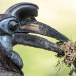 nördlicher Hornrabe mit Nestbau - Material im Schnabel / Tierpark Hellfarben