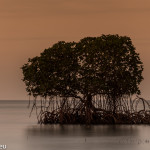 Mangrove im Sonnenuntergang auf Bali / Plateran Menjangan