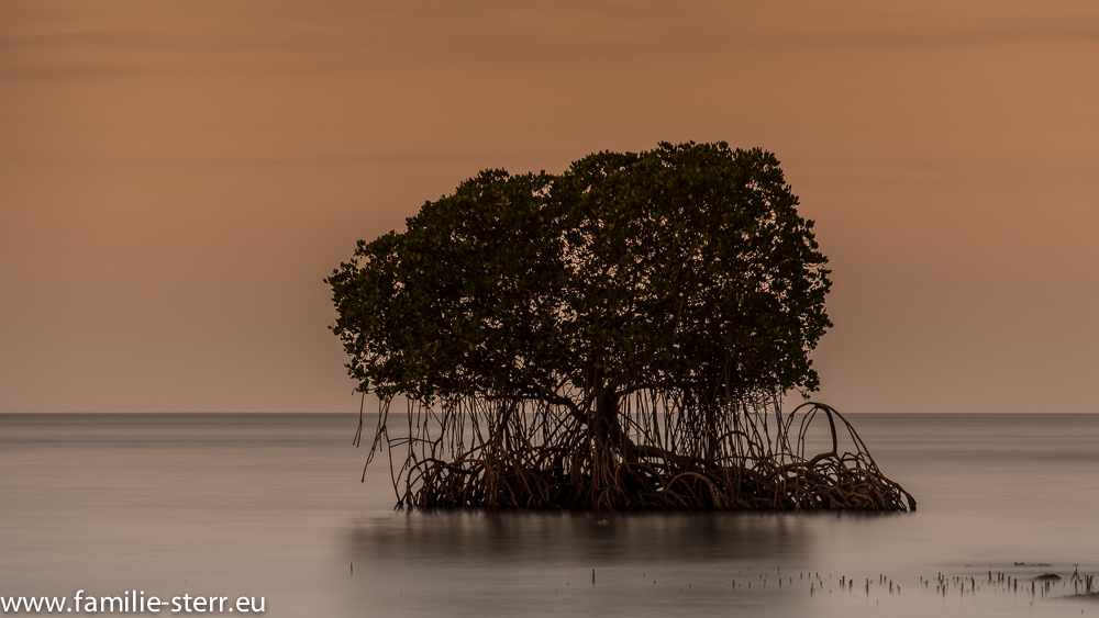 Mangrove im Sonnenuntergang auf Bali / Plateran Menjangan