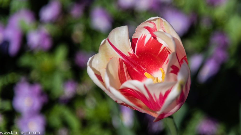 rot-weiße Tulpe / Blumeninsel Mainau