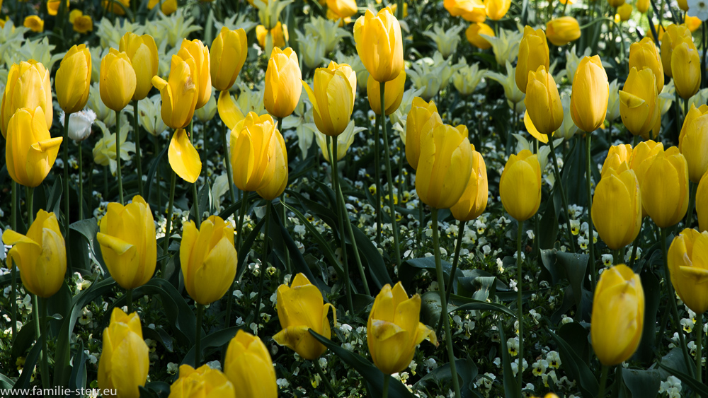 gelbe Tulpen / Blumeninsel Mainau
