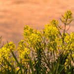 Sonnenuntergang am Neuen Rhein bei Lustenau