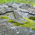 moosbedeckte Grabplatte am Alten Nordfriedhof in München