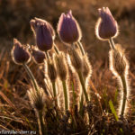 Gruppe von Kuhschellen mit im Sonnenuntergang leuchtenden Härchen