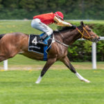 galoppierendes Pferd auf der Rennbahn in München Riem