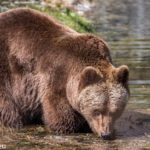 Olga - Braunbärendame aus dem Tierpark Hellabrunn