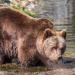 Olga - Braunbärendame aus dem Tierpark Hellabrunn