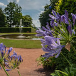 Blick durch ein paar Blüten auf das Kronenbassin im Park Schloss Lichtenwalde