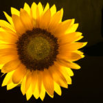 Sonnenblume vor schwarzem Hintergrund