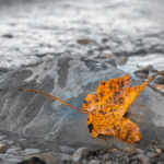 spätherbstlich gefärbtes Ahornblatt auf einem Stein im Walchensee