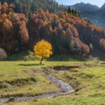 herbstlich-gelb gefärbter Ahornbaum über einem kleinen Bach im Großen Ahornboden