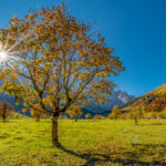 herzlich gefärbte Ahornbaum vor der strahlenden Herbstsonne