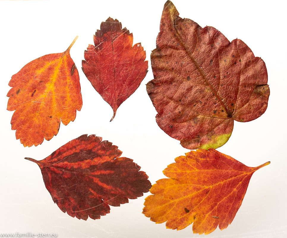 farbenfrohe Herbstblätter