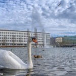 ein weißer Schwan im Messesee vor der neuen messe München